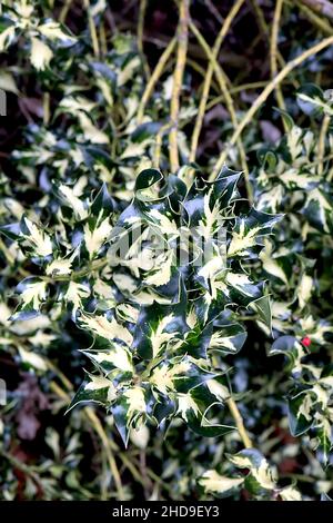 Ilex aquafolium ‘Silver Milkmaid’ Holly Silver Milkmaid – feuilles de vert foncé à variegated torsadées avec blotch blanc crème central, décembre, Angleterre, Royaume-Uni Banque D'Images