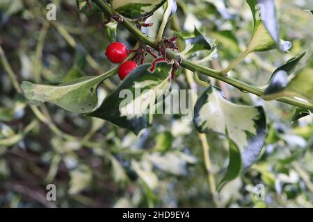 Ilex aquafolium ‘Silver Milkmaid’ Holly Silver Milkmaid – baies rouges et feuilles de vert foncé variégées torsadées avec blotch blanc crème central, Royaume-Uni Banque D'Images