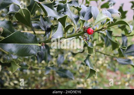 Ilex aquafolium ‘Silver Milkmaid’ Holly Silver Milkmaid – baies rouges et feuilles de vert foncé variégées torsadées avec blotch blanc crème central, Royaume-Uni Banque D'Images