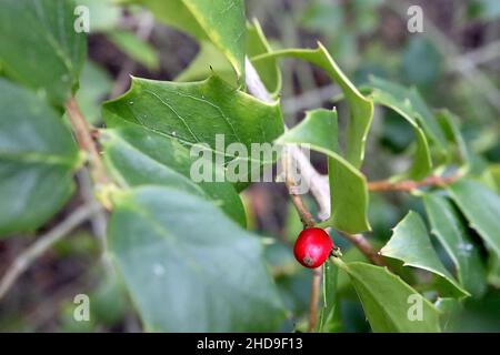 Ilex bioritsensi Holly pernyi var veitchii – grappes pendantes de baies rouges brillantes ovoïdes et de feuilles mi-vertes brillantes épineuses, tiges rouges de cuivre, Banque D'Images