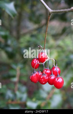 Ilex bioritsensi Holly pernyi var veitchii – grappes pendantes de baies rouges brillantes ovoïdes et de feuilles mi-vertes brillantes épineuses, tiges rouges de cuivre, Banque D'Images