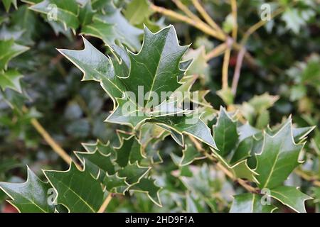 Ilex colchica Black Sea Holly – feuilles mi-vertes brillantes avec marges jaunes, décembre, Angleterre, Royaume-Uni Banque D'Images