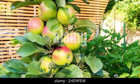 Beaucoup de pommes sur un pommier columnaire gros plan sur le fond d'une voûte de planches en bois.Un pommier sans branches latérales.Riche pomme ha Banque D'Images