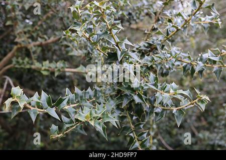 Ilex pernyi Perny’s Holly – petites feuilles triangulaires vert moyen, décembre, Angleterre, Royaume-Uni Banque D'Images