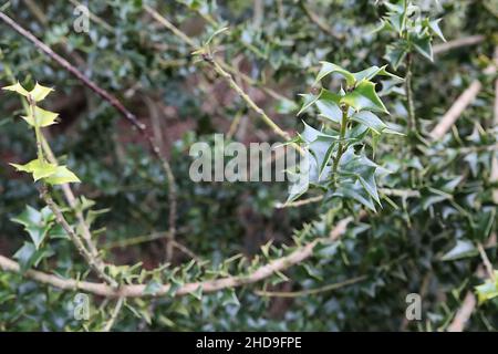 Ilex pernyi Perny’s Holly – petites feuilles triangulaires vert moyen, décembre, Angleterre, Royaume-Uni Banque D'Images