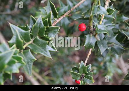 Ilex pernyi Perny’s Holly – baie rouge singulière et petites feuilles triangulaires mi-vertes, décembre, Angleterre, Royaume-Uni Banque D'Images