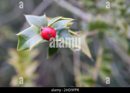 Ilex pernyi Perny’s Holly – baie rouge singulière et petites feuilles triangulaires mi-vertes, décembre, Angleterre, Royaume-Uni Banque D'Images