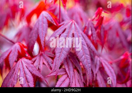 Collection botanique, jeunes feuilles rouges de shaina Acer rouge japon gros plan Banque D'Images