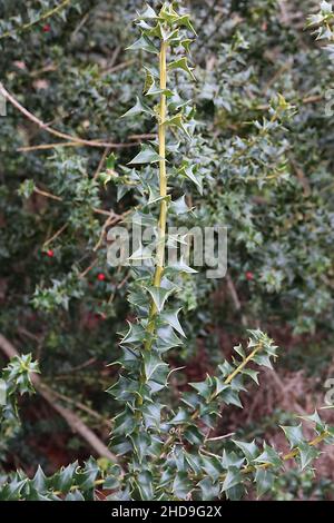 Ilex pernyi Perny’s Holly – petites feuilles triangulaires vert moyen, décembre, Angleterre, Royaume-Uni Banque D'Images