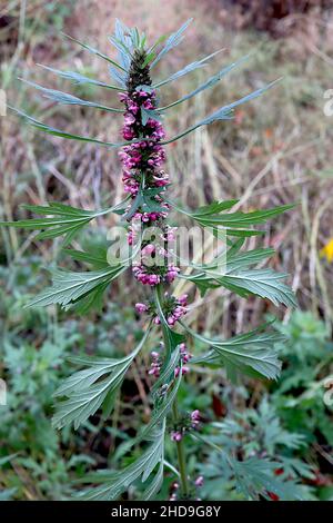 Leonurus cardiaca motherwort – tourbillons de petites fleurs violettes et de feuilles vert foncé paromately lobées sur de grandes tiges, décembre, Angleterre, Royaume-Uni Banque D'Images