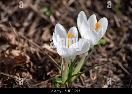 Fleurs du premier printemps, fleurs de crosse blanche en forêt Banque D'Images