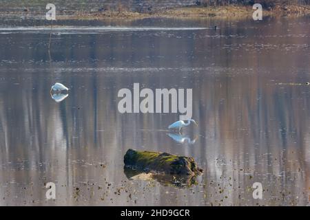 Charmant blanc est de grandes aigrettes fourrant la nourriture dans l'eau peu profonde pendant la journée Banque D'Images