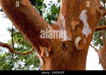 Luma apiculata myrte chilienne / temu - trunk à plusieurs tiges brun cuivré avec écorce de crème lisse, décembre, Angleterre, Royaume-Uni Banque D'Images