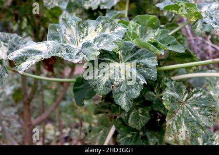 Malva arborea «Variegata» arbre de la miche variegata – grandes feuilles rondes de vert foncé avec des éclaboussures de crème et de vert gris et des marges lobées, décembre, Royaume-Uni Banque D'Images