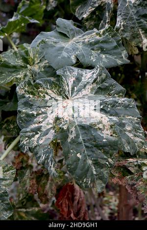 Malva arborea «Variegata» arbre de la miche variegata – grandes feuilles rondes de vert foncé avec des éclaboussures de crème et de vert gris et des marges lobées, décembre, Royaume-Uni Banque D'Images