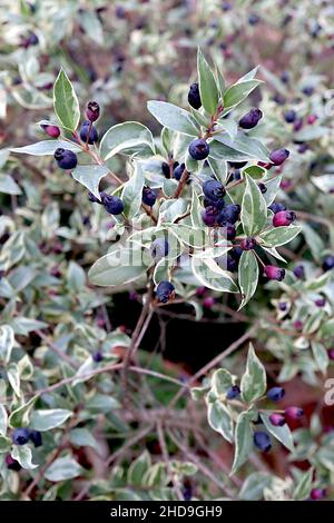 Myrtus communis «Variegata» myrte variégée – baies ovoïdes pourpres foncé et feuilles variégées, décembre, Angleterre, Royaume-Uni Banque D'Images