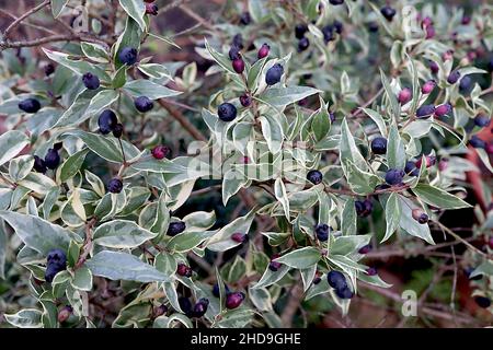 Myrtus communis «Variegata» myrte variégée – baies ovoïdes pourpres foncé et feuilles variégées, décembre, Angleterre, Royaume-Uni Banque D'Images