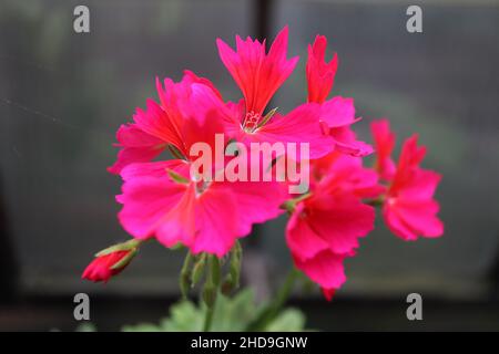 Fleurs rose vif Pelargonium ‘Westwood’ avec une tache rouge et des marges frangées, feuilles vert lime avec des nervures vert foncé, décembre, Angleterre, Royaume-Uni Banque D'Images