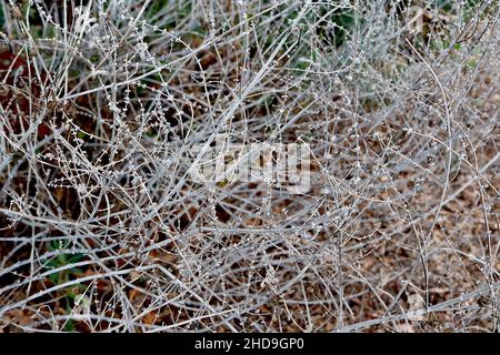 Perovskia atriplicifolia Salvia yangii sauge russe – minuscules calyces gris argenté sur de grandes tiges grises argentées, décembre, Angleterre, Royaume-Uni Banque D'Images