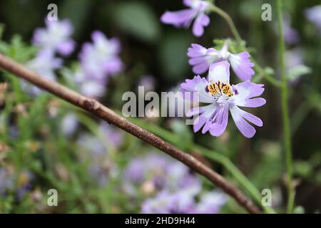 Schizanthus pinnatus papillon fleur – petites fleurs lilas de type orchidée avec gorge blanche, tache jaune et taches violettes, décembre, Angleterre, Royaume-Uni Banque D'Images