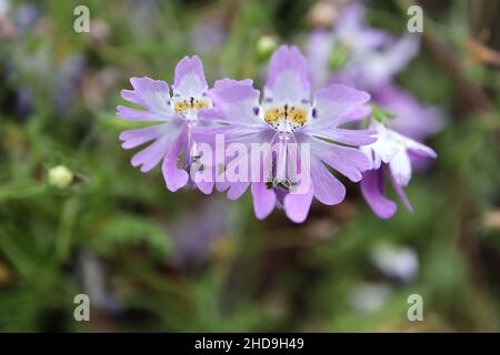 Schizanthus pinnatus papillon fleur – petites fleurs lilas de type orchidée avec gorge blanche, tache jaune et taches violettes, décembre, Angleterre, Royaume-Uni Banque D'Images