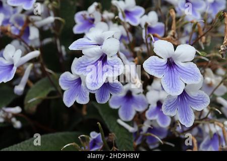 Streptocarpus ‘Crystal Ice’ cape primrose Crystal Ice – fleurs blanches tubulaires à fond plat avec un blotch violet clair, feuilles oblongues froissées, Banque D'Images