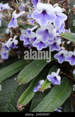 Streptocarpus ‘Crystal Ice’ cape primrose Crystal Ice – fleurs blanches tubulaires à fond plat avec un blotch violet clair, feuilles oblongues froissées, Banque D'Images