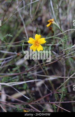 Tagetes tenuifolia "Lemon Gem" signet marigold Lemon Gem – petites fleurs jaunes aux pétales crantés, décembre, Angleterre, Royaume-Uni Banque D'Images