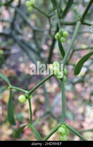 Viscum album mistletoe – ronde baies vert clair et oblong mi-vert paires de feuilles ailées, décembre, Angleterre, Royaume-Uni Banque D'Images