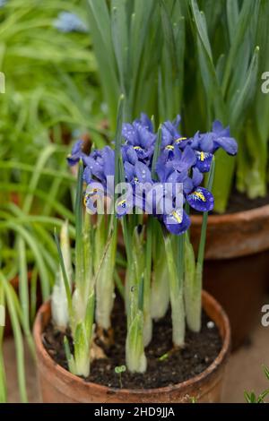 Petites fleurs printanières dans le jardin.Minuscules iris violet-bleu dans un pot d'argile, Iris reticulata ou iris nain, plante bulbeuse Banque D'Images