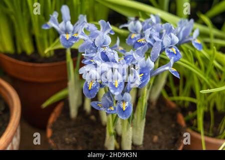 Petites fleurs printanières dans le jardin.Minuscules iris violet-bleu dans un pot d'argile, Iris reticulata ou iris nain, plante bulbeuse Banque D'Images