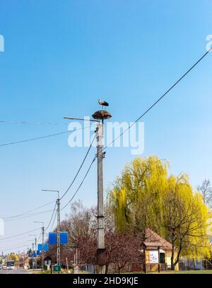 Cigogne blanche dans nid inachevé sur poteau électrique par la route du village. Banque D'Images