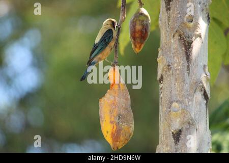 Gros plan d'un bel oiseau sauvage brésilien debout et mangeant d'un fruit sur un arbre Banque D'Images