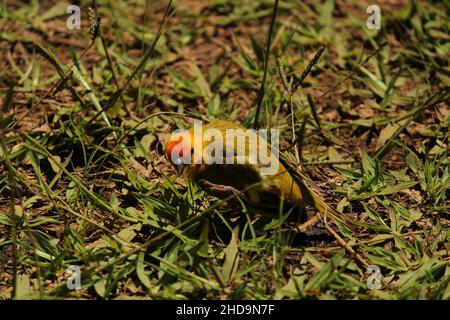 Gros plan d'un magnifique et mignon oiseau sauvage brésilien debout sur l'herbe Banque D'Images