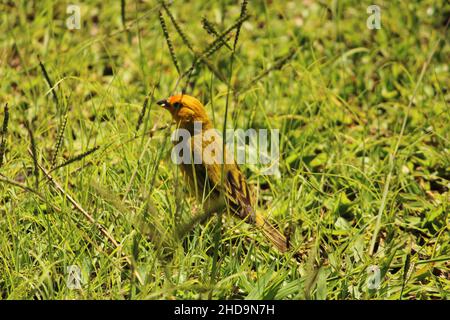 Gros plan d'un magnifique et mignon oiseau sauvage brésilien debout sur l'herbe Banque D'Images