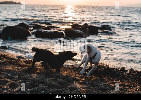 Gros plan de deux chiens jouant sur la plage de sable au crépuscule Banque D'Images