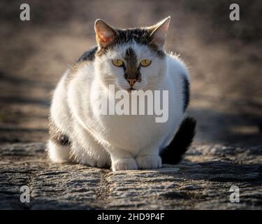 Chat noir et blanc regardant directement avec un arrière-plan flou Banque D'Images