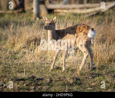 Mignon cher dans la forêt au soleil Banque D'Images