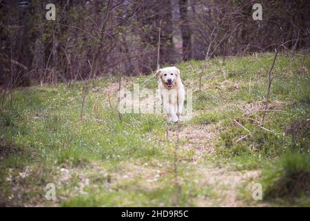 Adorable Golden Retriever en train de courir dans un pré vert à aSpring en Pologne Banque D'Images