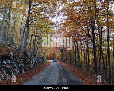 Vue panoramique d'une voiture traversant une route avec les deux côtés entourés d'arbres en automne Banque D'Images