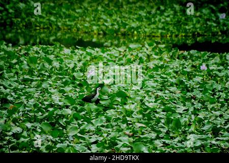 La pêche à la sharque blanche dans un lac couvert de jacinthe d'eau de plantes aquatiques flottantes Banque D'Images