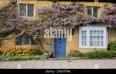 Maison traditionnelle en pierre Cotswold avec glycine à Broadway Banque D'Images