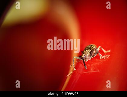 Photo macro d'un scarabée sur une surface rouge Banque D'Images