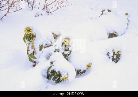 Gros plan de Helleborus argutifolius ou hellebore Corse recouvert de neige une vivace vervivare robuste portant des fleurs vert pâle en hiver et au printemps Banque D'Images