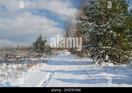 Paysage d'hiver en journée ensoleillée avec des arbres et des routes enneigés.Scène pittoresque de la région viticole. Banque D'Images