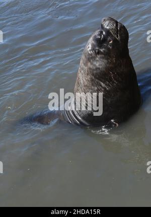 Lion de mer sur les côtes de Mar del Plata Argentine élevant sa tête Banque D'Images