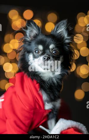 Joli chien Chihuahua noir dans un ensemble de Noël rouge isolé sur un fond bokeh Banque D'Images