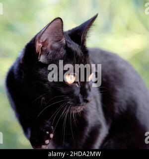 Gros plan d'un chat noir assis et regardant loin par temps ensoleillé sur un arrière-plan planté flou Banque D'Images