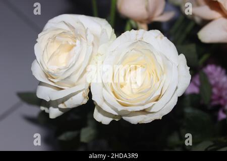 Gros plan de deux roses blanches en flou artistique en arrière-plan Banque D'Images
