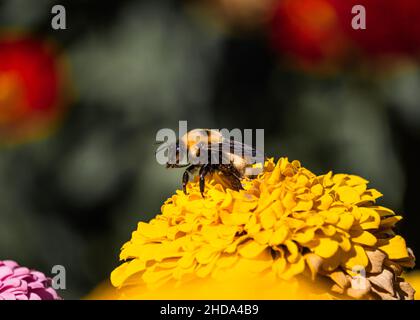 L'abeille atterrit sur une fleur jaune et se prépare à recueillir le nectar.Pris dans une ferme en Oregon au début de l'automne 2020. Banque D'Images